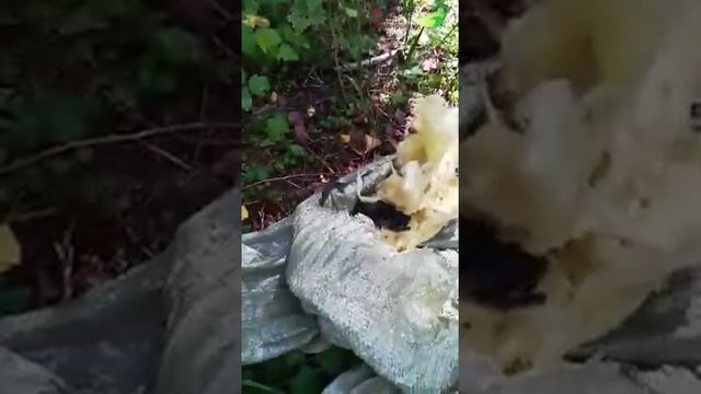 Отлов летучих мышей | Словили летучую мышь в Москве | Дератизация смотреть онлайн