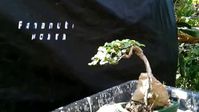 Unha-de-gato - Ficus pumila смотреть онлайн
