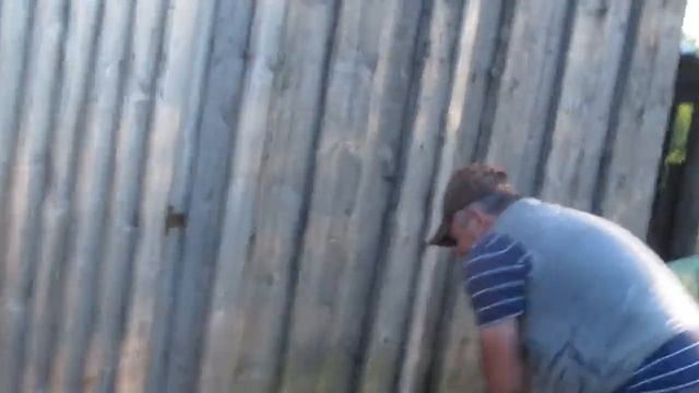 Притравка Ягдтерьера по кабану . 2020 смотреть онлайн