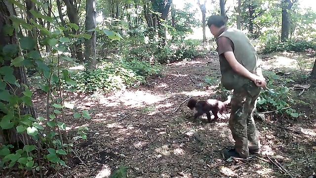 Трюфели обучение-Training - Truffle Hunting Dogs смотреть онлайн