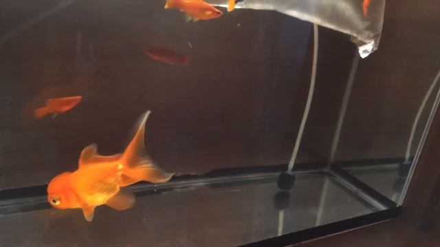 Купил новых рыбок. смотреть онлайн