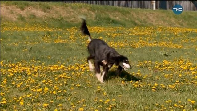ОТ ЩЕНКА ДО ЧЕМПИОНА! (СОБАКИ-ЧЕМПИОНЫ) смотреть онлайн