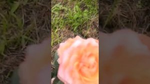 Бордюрная Роза Клементина ?