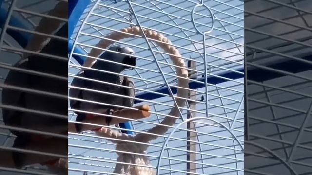 Попугай Жако во дворе