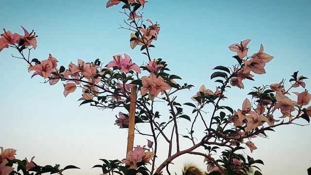 Bougainvillea Mini Formosa