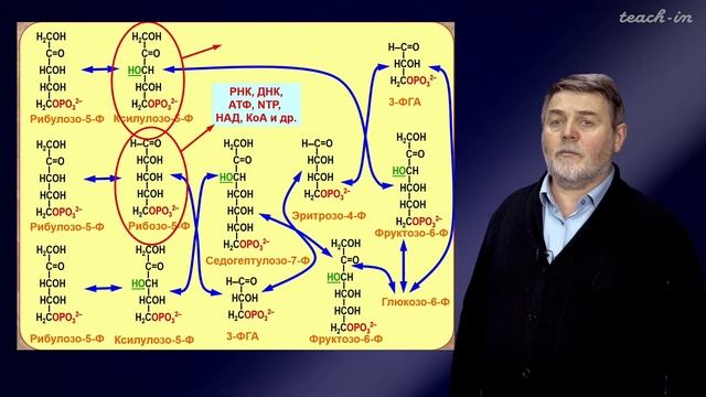 Чуб В.В. - Молекулы в пищевых цепях: от растений до человека - 10. Дыхание смотреть онлайн