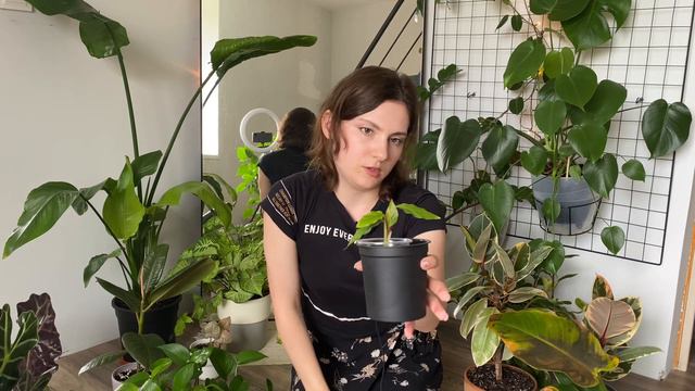 Обзор коллекции растений с ЦЕНАМИ смотреть онлайн