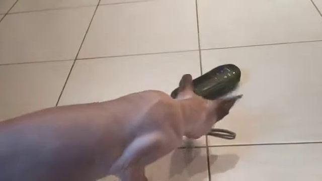 Донской сфинкс Нубик танцует| dancing sphynx Nek смотреть онлайн