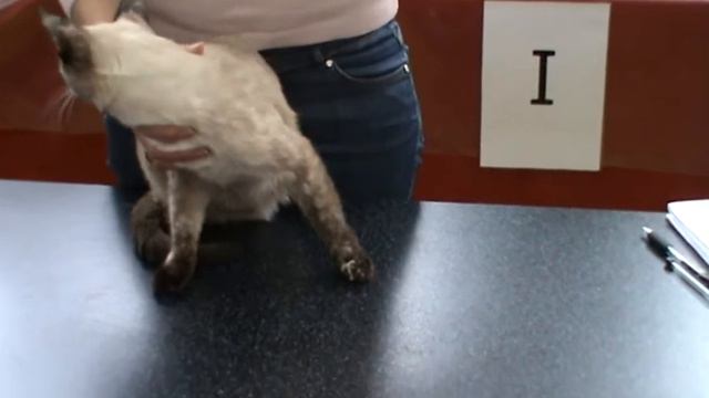 Тайское шоу. Кошки. Таис смотреть онлайн