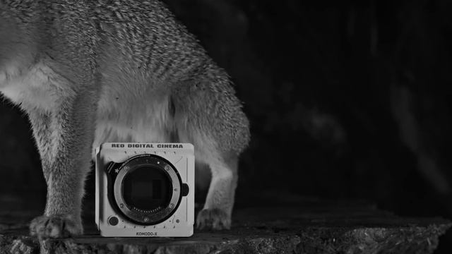 Реклама новой кинокамеры от RED смотреть онлайн