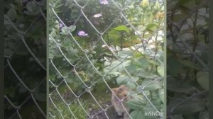 Роза Comtessa (Комтэсса/Комтесса)Первый бутон.