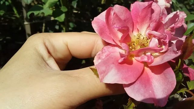 Второе цветение саженца Чинко де Майо смотреть онлайн