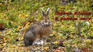 Сергей Козлов В родном лесу