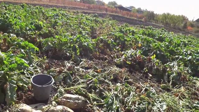 Результаты полива буряка смотреть онлайн