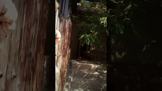 в московском зоопарке есть капибара😍видели она там зах смотреть онлайн