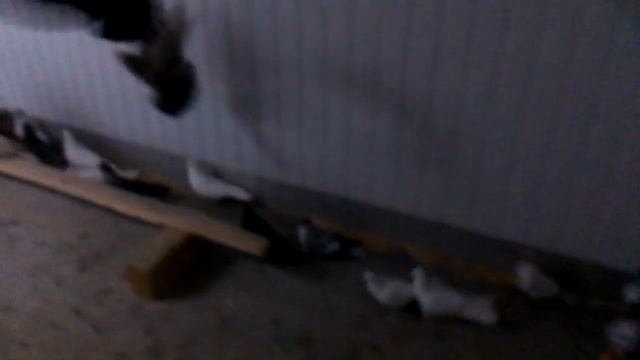 Голуби подмосковья (бабочки) смотреть онлайн