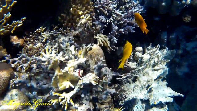 Египет: Шарм Эль Шейх Подводная сказка смотреть онлайн