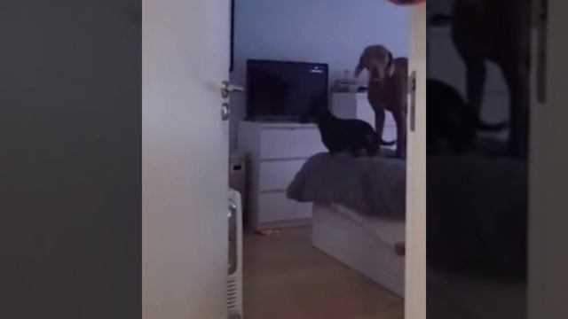 Подсели на мультики смотреть онлайн