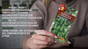 Топ 4 огурцов для засолки ? Лучшие огурцы для засолки  ?