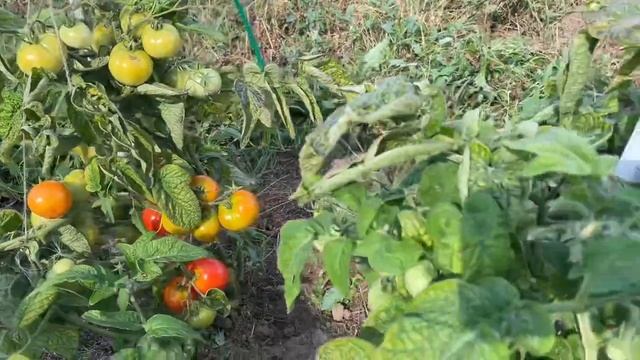 ВЛОГ отпуск в деревне ч.2 АРБУЗ? урожай, заготовки, готовимся к холодам смотреть онлайн