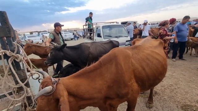 18-ИЮНЬ 2023/ХОЖЕЛИ МАЛ БАЗАРЫ/СКОТНЫЙ РЫНОК/BUQALAR/BIG BULLS IN THE WORLD/BIG COW/РЕКОРД БЫК смотреть онлайн