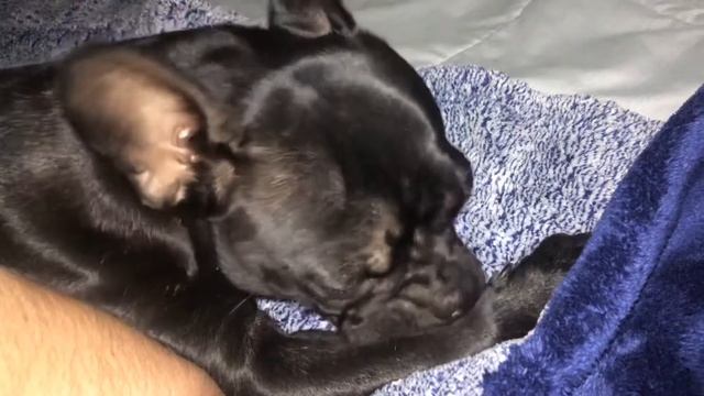Onyx cleans her arm and paw ? смотреть онлайн