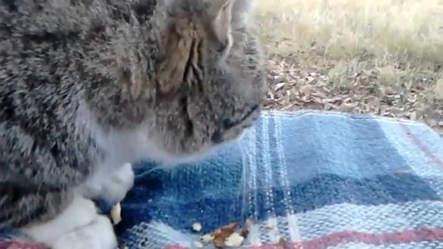 Кошка ест грецкие орехи смотреть онлайн