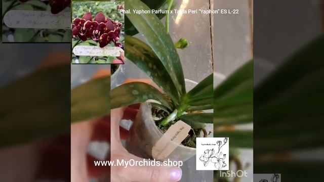 Phalaenopsis L-22 Yaphon Parfüm x Taida Perl "Yaphon" ES смотреть онлайн