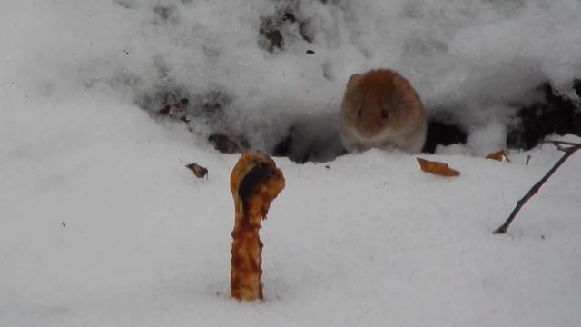 Лесные полёвки это не мыши! Это хомяки! / Forest voles are not mice! These are hamsters! смотреть онлайн