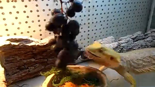 Агама Гагама и виноград смотреть онлайн