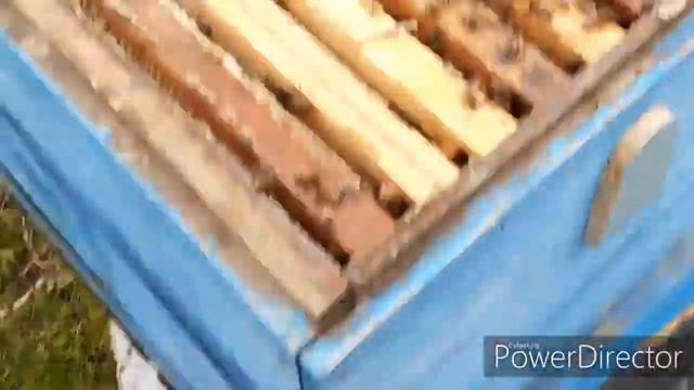 Бессотовая зимовка пчел. Эксперимент 1.