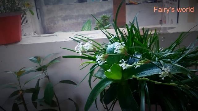 Callisia fragrans plant||Basket plnat ke bare me jane...flowers of callisia plant смотреть онлайн