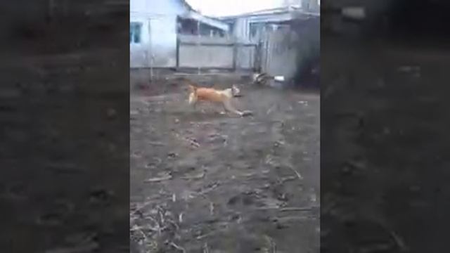 гончий пес смотреть онлайн