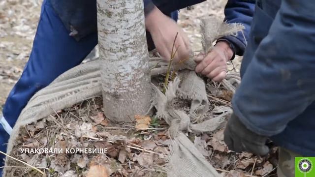 Высаживаем деревья в минском дворе по всем правилам смотреть онлайн