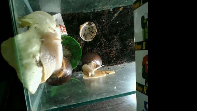 Улитки ахатины, таймслап ускоренная съемка