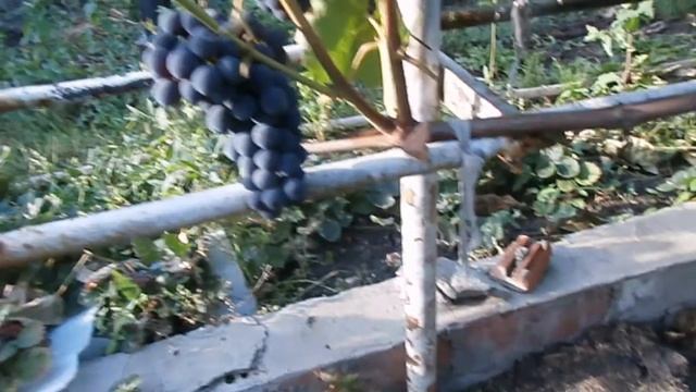 Собираем желтый виноград.Лозы на вызревание. смотреть онлайн