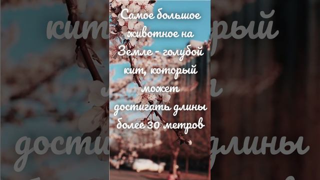 Голубой кит