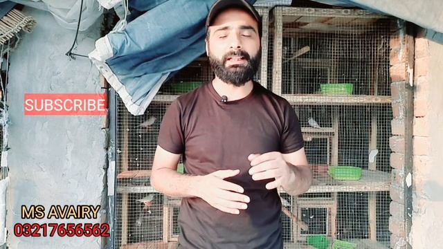 Java sparrow se breed lene ka tarika | Best Breeding Formula | Most important tips | Mudassir sheik смотреть онлайн