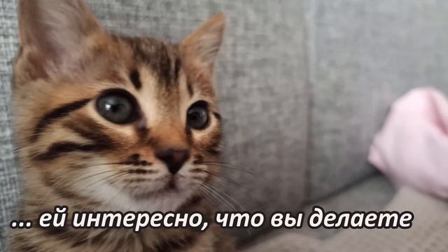 10 признаков того, что кошка вас любит смотреть онлайн