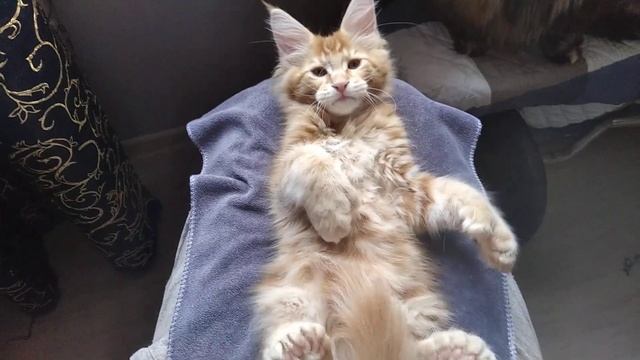 Домашняя рысь ?огромный котёнок мейн кун полидакт 2 месяца ! ?? смотреть онлайн