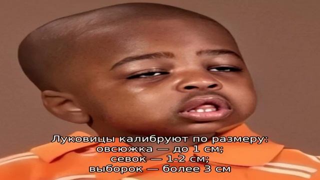 Как правильно и на какую глубину сажать лук на зиму смотреть онлайн