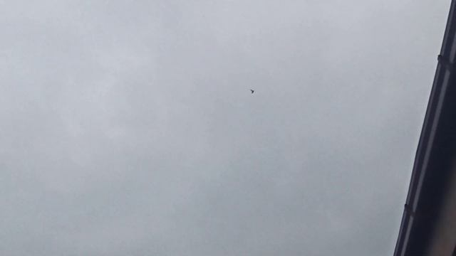 голуби шейки,,, посадка перой голубки,,, пока она не супер, рекомендую посмотреть... смотреть онлайн