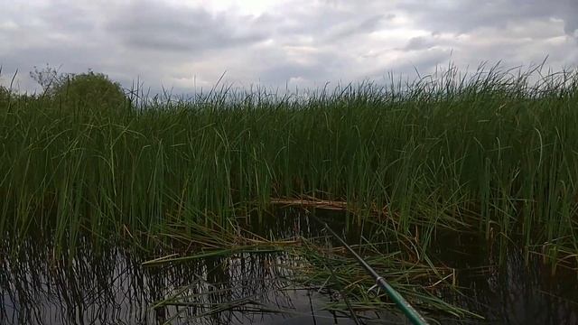 Рыбалка Ловля линя на диком озере в комышах.ШОК!!! смотреть онлайн
