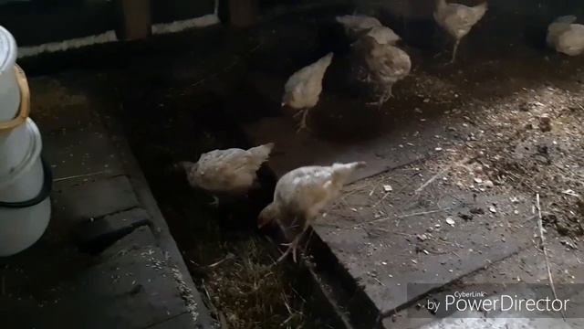 ПОЛУ-КУРЫ)/ОСТАЛИСЬ БЕЗ ОПЛОМБИРОВКИ) смотреть онлайн