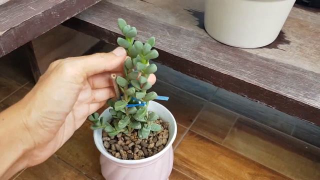 EP.25 แนะนำต้นไม้ 5 ต้นที่เลี้ยงง่าย ใบสวย #คล้าโมเสก #กุหลาบหินด่าง #เขากระทิง #ฟรองซัว #ปีกนางฟ้า