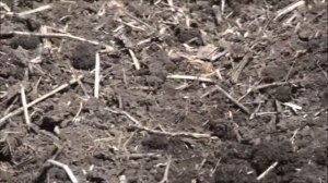 Культиватор между рядной обработки КМО-5,6 работа в поле.