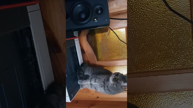 Edifier R1850DB Sound Test 1 + cat смотреть онлайн