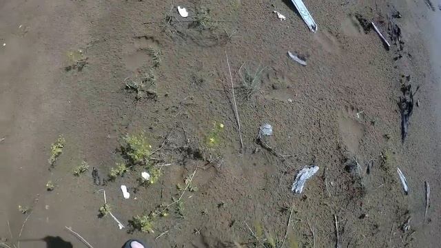 Медведи пришли на пляж.Золотые пески.Тангуй.Братское водохранилище. смотреть онлайн