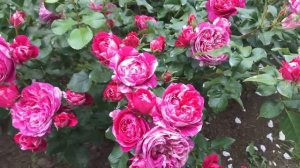 Роза Ines Sastre