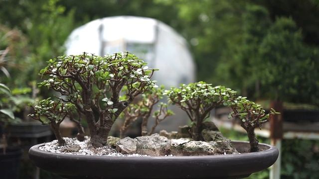 Re Potting My Portulacaria afra Bonsai Forest, Part 2, July 2019 смотреть онлайн